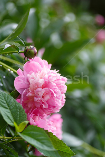 Stock photo: peony outdoors