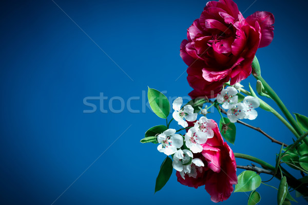 Foto stock: Primavera · tulipas · cereja · flores · azul · maçã