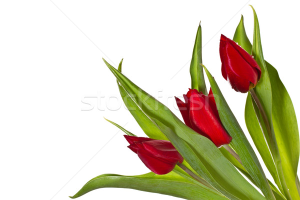 red tulips Stock photo © Peredniankina