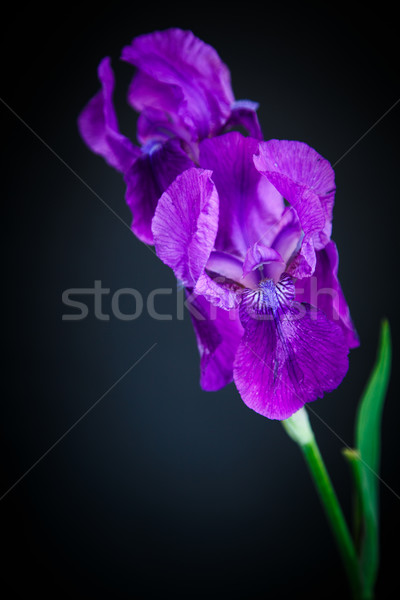 Iris Stock Photos Stock Images And Vectors Stockfresh