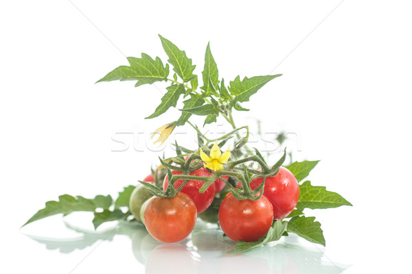 Orgânico tomates cereja branco flor comida folha Foto stock © Peredniankina