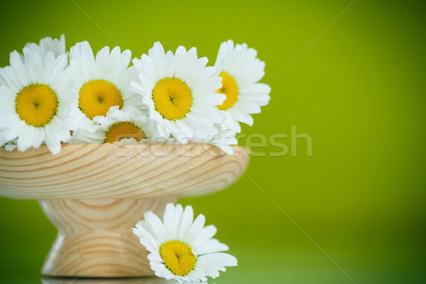 Foto d'archivio: Camomilla · bella · bouquet · bianco · margherite · verde