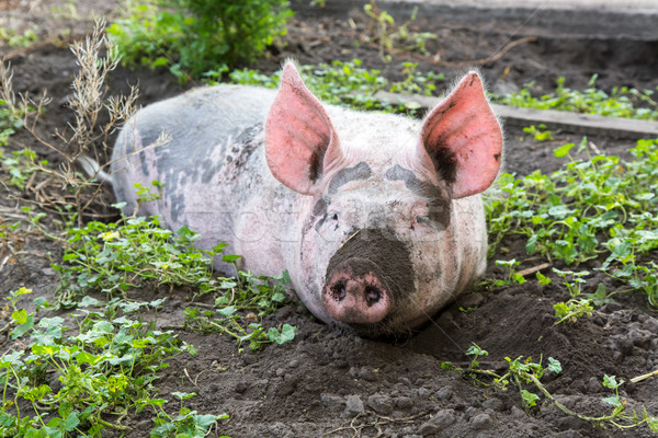 pig on a farm Stock photo © Peredniankina