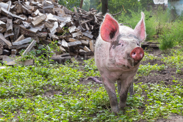 pig on a farm Stock photo © Peredniankina