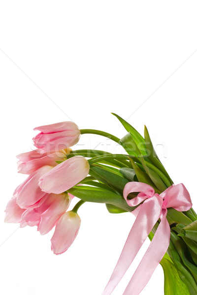 pink tulips Stock photo © Peredniankina