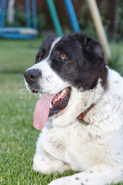 Foto stock: Central · Asia · pastor · mentiras · césped · perro