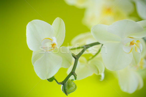 Beautiful white phalaenopsis flowers Stock photo © Peredniankina