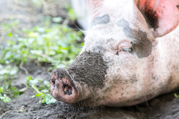 dirty pig nose Stock photo © Peredniankina
