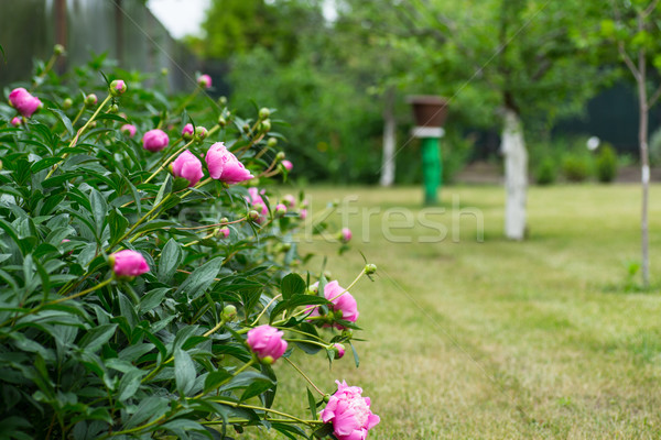 peonies Stock photo © Peredniankina