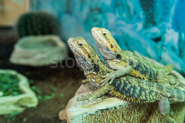 Stock photo: pair of tropical lizards