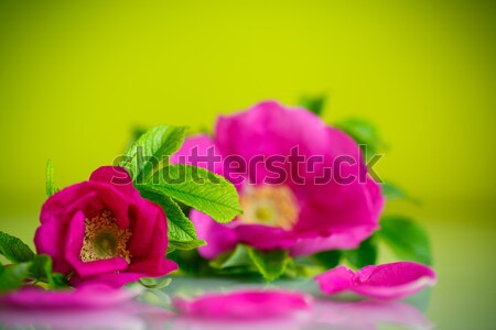 flower blooming wild rose  Stock photo © Peredniankina