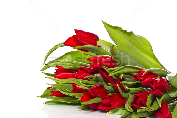 red tulips Stock photo © Peredniankina