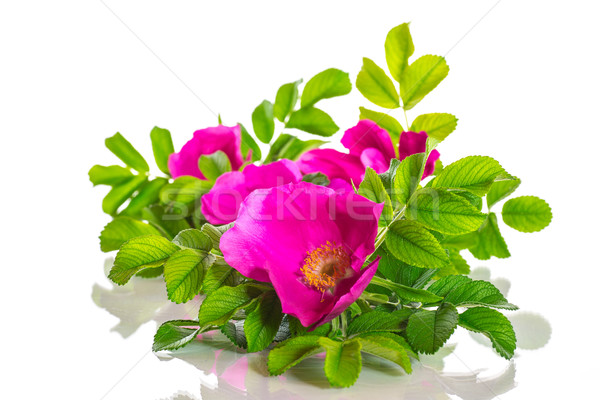 Wild Rose blooming Stock photo © Peredniankina