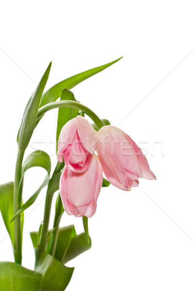 pink tulips Stock photo © Peredniankina