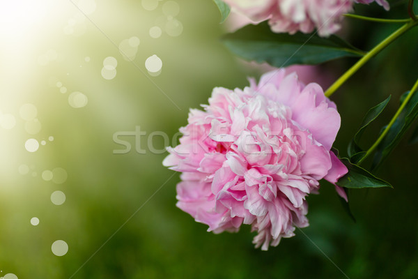 Stock photo: blooming peony