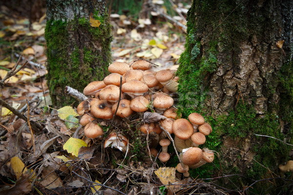 agaric mushrooms Stock photo © Peredniankina