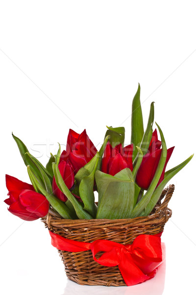 red tulips Stock photo © Peredniankina