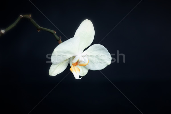 white phalaenopsis orchid Stock photo © Peredniankina