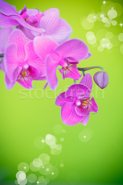 Belo roxo flores verde flor amor Foto stock © Peredniankina