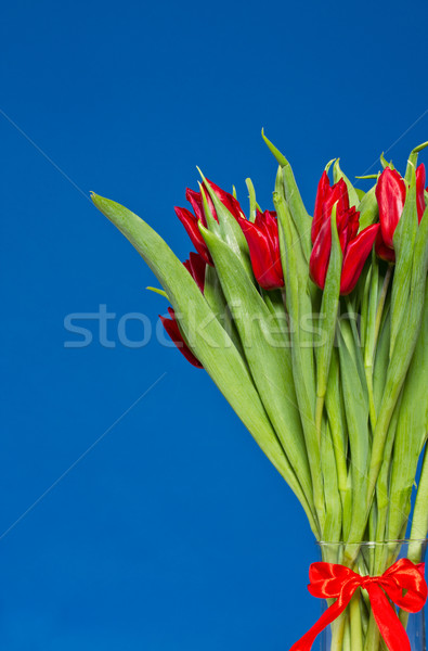red tulips Stock photo © Peredniankina