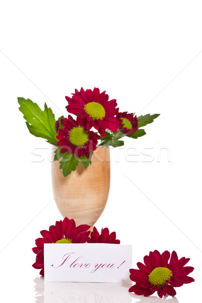 Chrysanthemums Stock photo © Peredniankina