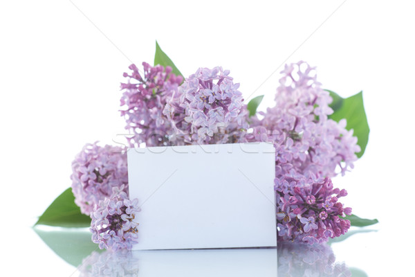beautiful flowers blooming lilac  Stock photo © Peredniankina