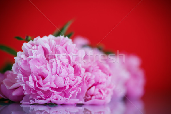 Stock photo: beautiful pink peonies