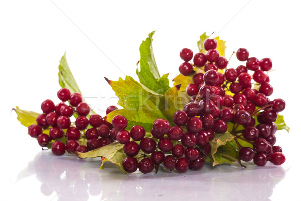 ripe red viburnum Stock photo © Peredniankina