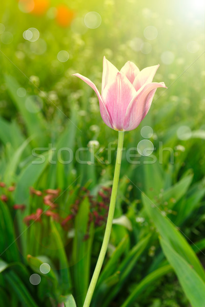 Foto stock: Belo · primavera · tulipa · sol · cedo · flor