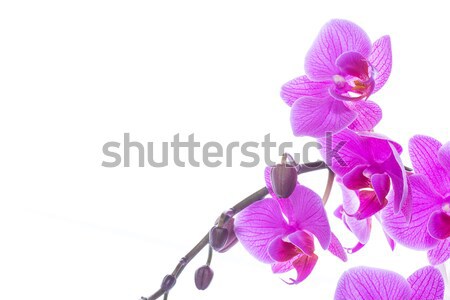 Phalaenopsis flowers Stock photo © Peredniankina