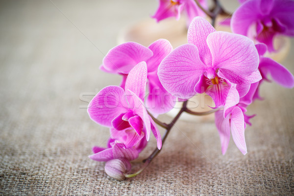 Beautiful purple phalaenopsis flowers Stock photo © Peredniankina