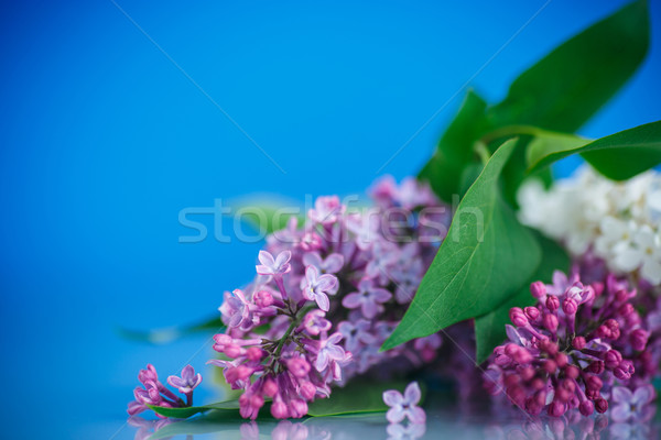 Stock fotó: Virágzó · orgona · gyönyörű · kék · tavasz · természet