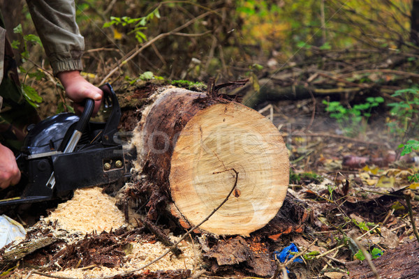 Kettensäge Klinge Schneiden Holz männlich Hände Stock foto © Peredniankina