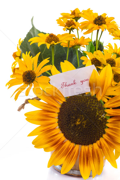 [[stock_photo]]: Bouquet · tournesols · gratitude · blanche · nature · fond