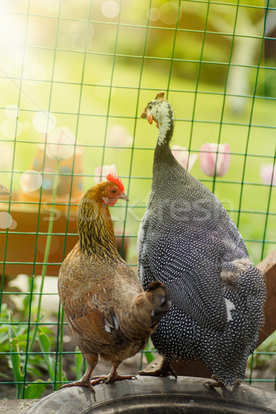 chicken and guinea fowl on a sunny day  Stock photo © Peredniankina