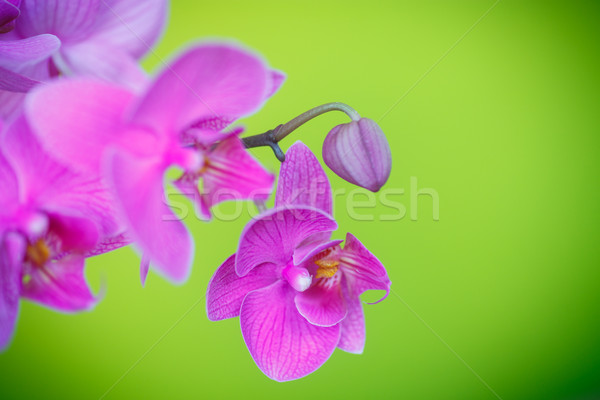 Beautiful purple phalaenopsis flowers Stock photo © Peredniankina
