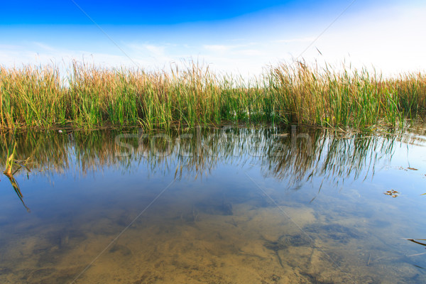 beautiful large lake with reeds Stock photo © Peredniankina