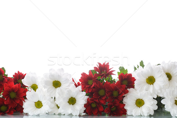 red and white chrysanthemums Stock photo © Peredniankina