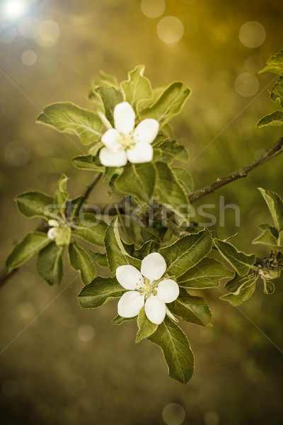 Foto d'archivio: Fiori · bianchi · mela · alberi · primavera · natura · foresta