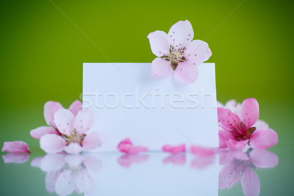 Foto stock: Pêssego · rosa · flores · verde · árvore · madeira