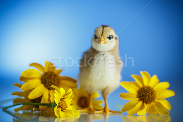 cute little chicken Stock photo © Peredniankina