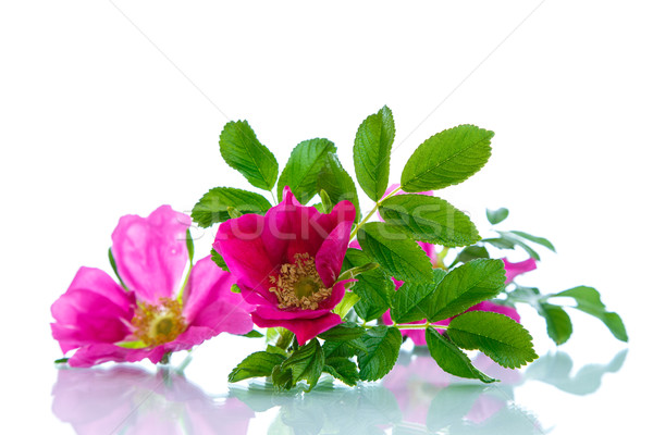 flower blooming wild rose  Stock photo © Peredniankina