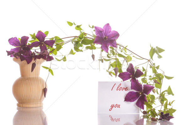 beautiful blooming clematis Stock photo © Peredniankina
