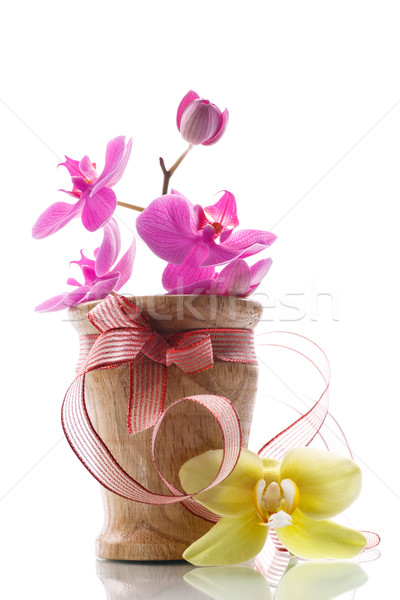 phalaenopsis purple Stock photo © Peredniankina