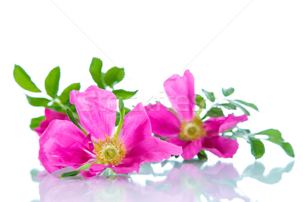 flower blooming wild rose  Stock photo © Peredniankina