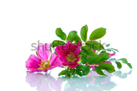 flower blooming wild rose  Stock photo © Peredniankina