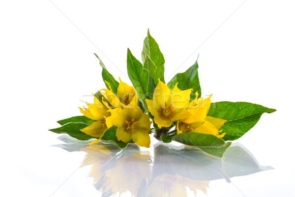 beautiful yellow summer flowers Stock photo © Peredniankina