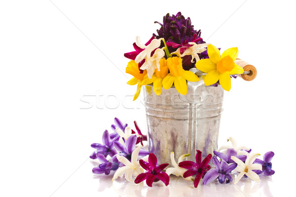 Foto stock: Jacinto · belo · flores · branco · natureza · fundo