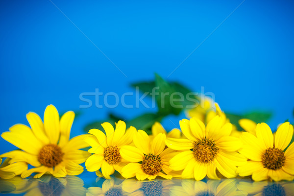 黄色 ヒナギク 花束 青 花 自然 ストックフォト © Peredniankina
