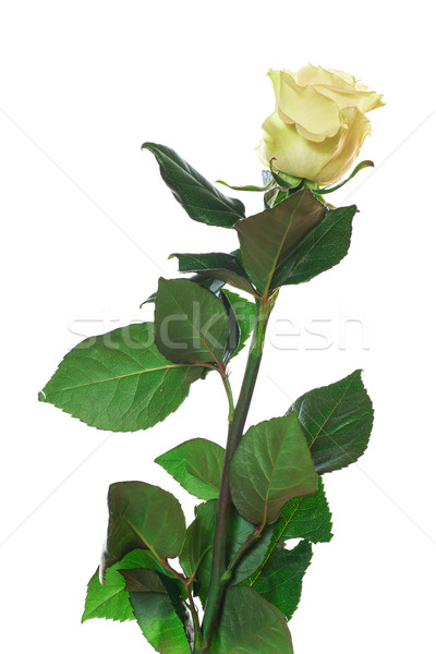 Rose Stock photo © Peredniankina